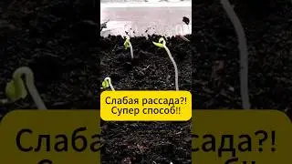 Weak seedlings? Super fertilizer! 