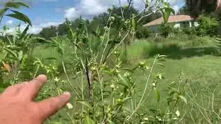 Cherry of the Rio Grande recommended if you get light frosts