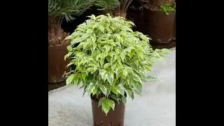 Ficus kinki