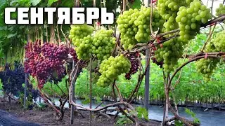План работ на винограднике в сентябре 🍇