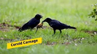 Air Rifle Hunting, (Corvid Carnage) The Sky Is Raining Corvids