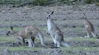 Beekeeping: Kangaroos & Wood Ducks At My Main Bee Site.