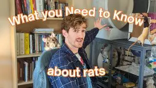 Getting Pet Rats? Don't Skip This