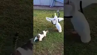 утки папарацци #duck