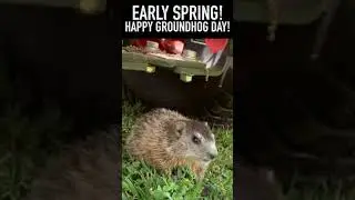 Happy Groundhog Day!