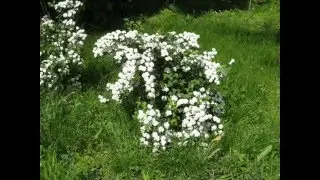 cismigiu