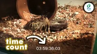 Scorpion Molting Video