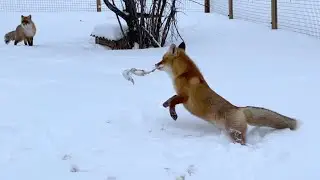 Утонули в последнем снегу.