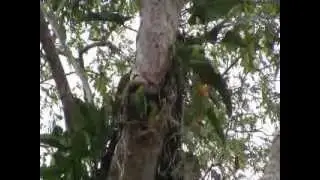 Wild Parrots of Costa Rica