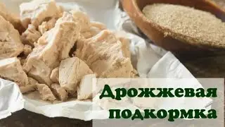 Дрожжевая подкормка рассады томатов, огурцов и перцев/Все покажу