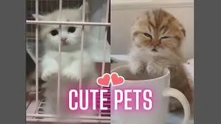 💗 Cute and Funny pets videos | Cute Pets funny videos compilation #3 💗
