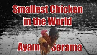Ayam Serama/ Malaysian Serama Smallest Chicken in the World