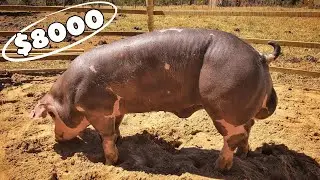 ¿Por qué es la raza PIETRAIN es la raza de cerdo más CARA del MUNDO?