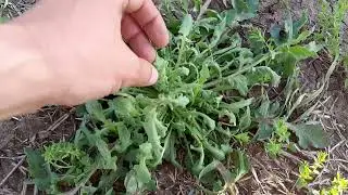 Лён 2023! Злачка, двудолка и бочка опрыскивателя!