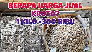 1 KILO 300 Ribu || BUDIDAYA KROTO media toples