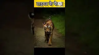tiger ke bare me fact #amazing#facts#funnyshorts#gaming
