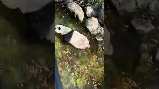 #Panda Vienna Zoo