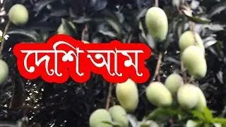 দেশি আম | 2019