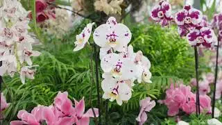 Floral Showhouse Orchid Show
