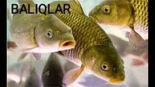 7-SINF  ZOOLOGIYA . 8-DARS BALIQLAR