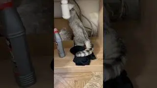Шерстяной спец😂 #коты #cat #смешныевидео #animals  #catlover #kitty #прикол #котик #смешныеживотные