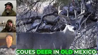 Coues Deer in Mexico - 