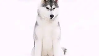 Ок Флок Алмаз