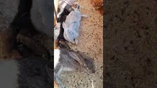 Кроличий дневной отдых