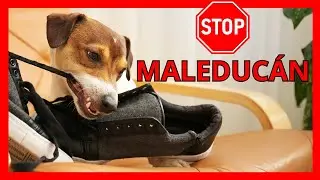 ⚠️ 3 ERRORES que Comentes al ENTRENAR Y ADIESTRAR a tu PERRO
