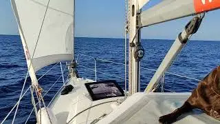 German Shorthaied Pointer (first officer) in front of Palagruža island - Croatia