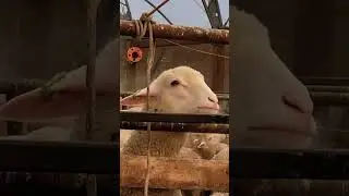 lambs nibbling 