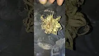 Лесное чудо 😭