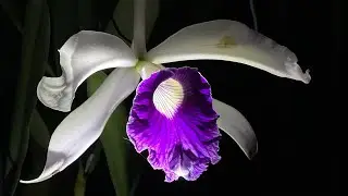 Laelia purpurata var