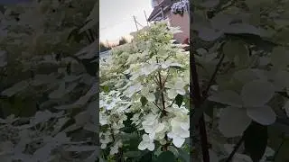 Wims Red Hydrangea 