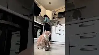 Gatito Se Queja del Mal Servicio