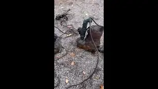 Effluent pump swap