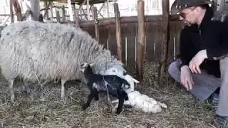 Окоты овец. Как принять роды у овцы.