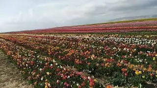 Konya lale tarlaları. Тюльпаны