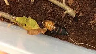 Zoo School Live! - 10.15.20 - Hissing Cockroaches!