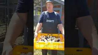 РЕАЛИЗУЮ ПРОДУКТИВНЫХ ЦЫПЛЯТ ! 11. 07.2024 год.