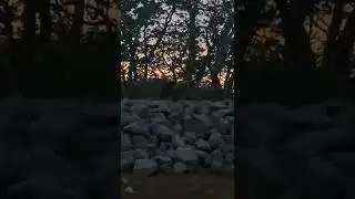 Медведь на Итурупе!