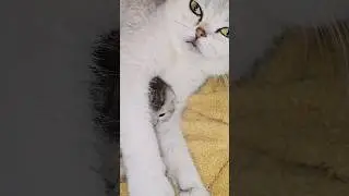 How a mom cat loves her kittens 