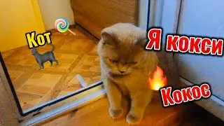 Кок кокос 🥥 кокси