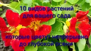 Какие цветы, цветут всё лето до поздней осени?