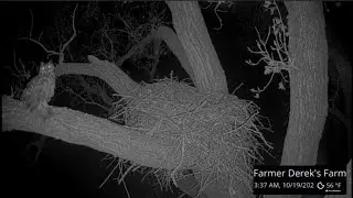 Owl's visit with a caught rabbit to the nest/Клайд с пойманным кроликом