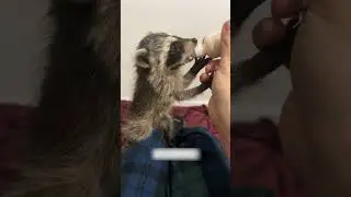 A woman forgot to close the door and found a raccoon in the house in the morning.