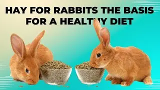 Hay for Rabbits The Basis for a Healthy Diet