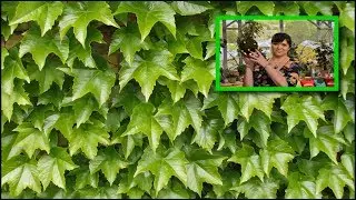Виноград ВИЧИ - ЧЕМПИОН  ВЕРТИКАЛЬНОГО ОЗЕЛЕНЕНИЯ