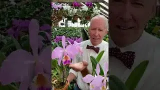 Endless Shades of Lavender Labiata's