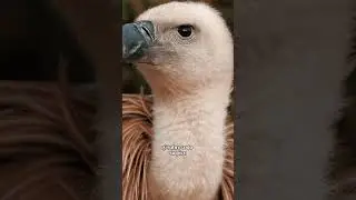 We Rescued a Vulture!!! 😳 